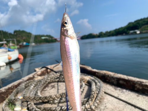 キスの釣果