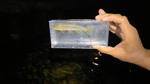 カワムツの釣果