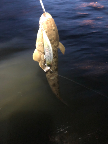 マゴチの釣果