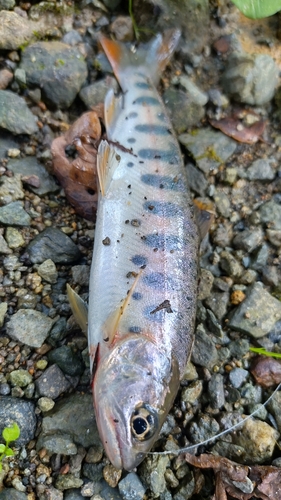 ヤマメの釣果