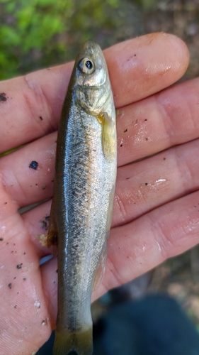 アブラハヤの釣果