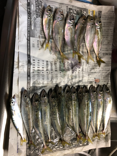 アジの釣果