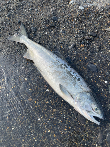 アキアジの釣果