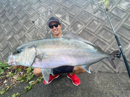 カンパチの釣果