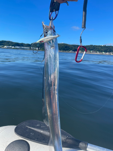 タチウオの釣果