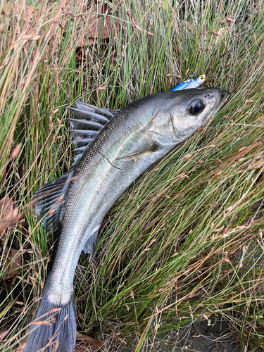 スズキの釣果