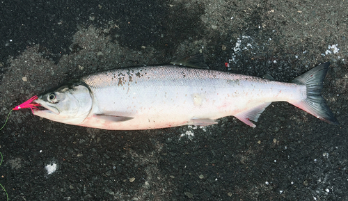 アキアジの釣果