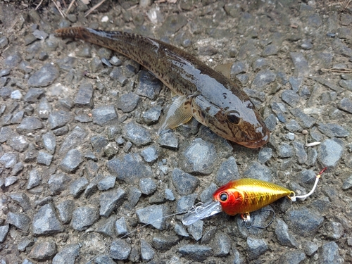 マハゼの釣果