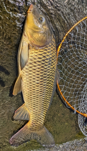 コイの釣果