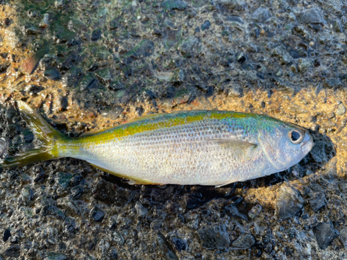 タカベの釣果