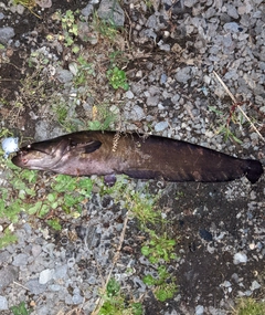 ナマズの釣果