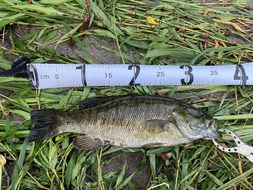 スモールマウスバスの釣果