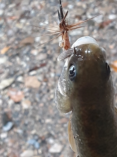 オショロコマの釣果