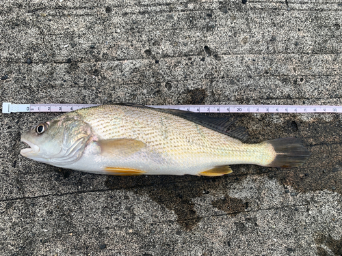 シログチの釣果