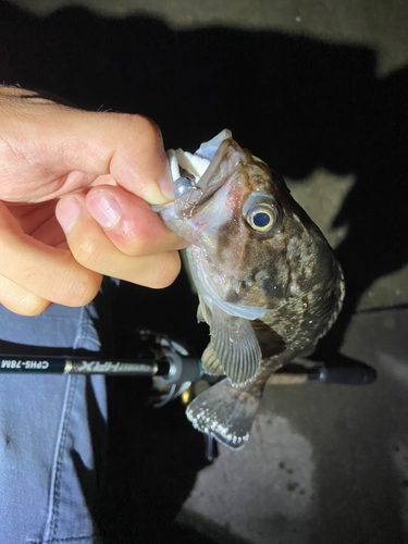 クロソイの釣果