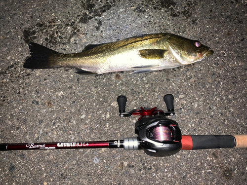 セイゴ（マルスズキ）の釣果