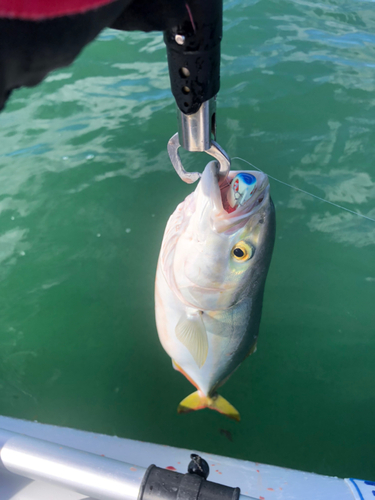 イナダの釣果