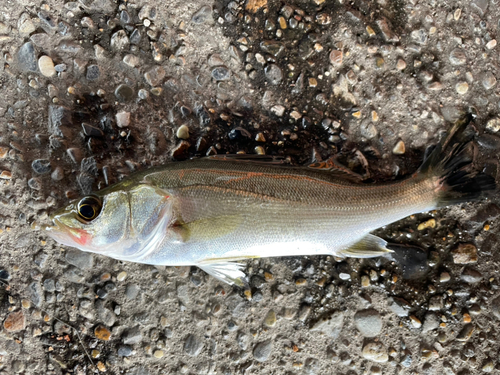 セイゴ（マルスズキ）の釣果