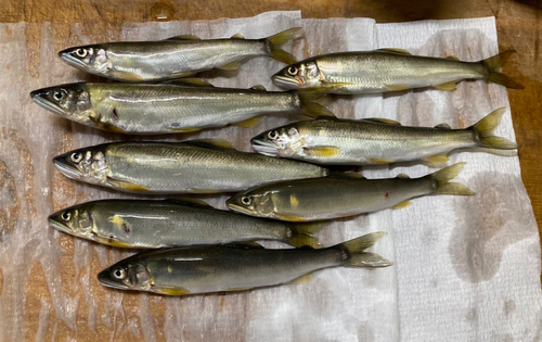 アユの釣果