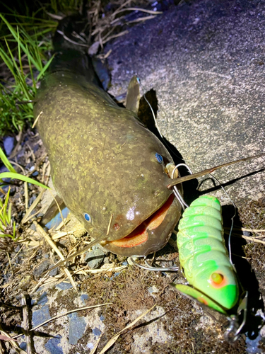 ナマズの釣果