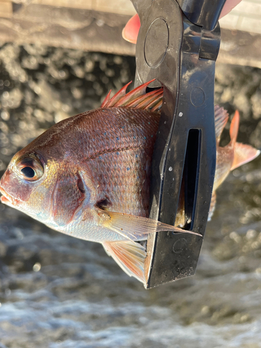 チャリコの釣果