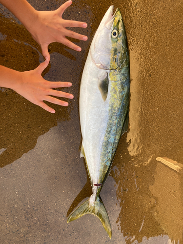 イナダの釣果