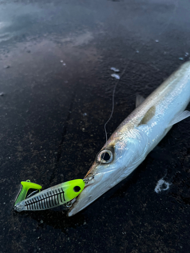 カマスの釣果