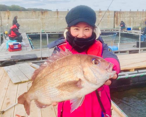 マダイの釣果