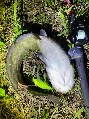 ナマズの釣果