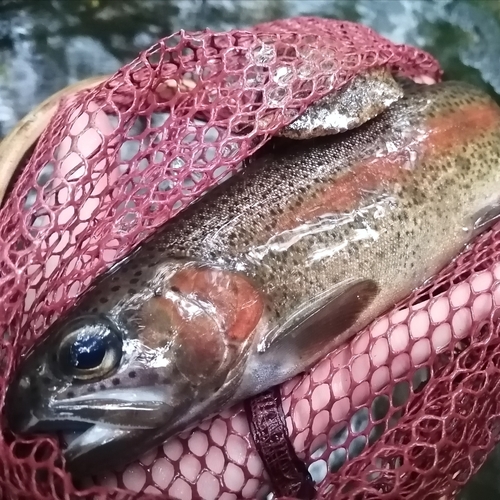 ニジマスの釣果