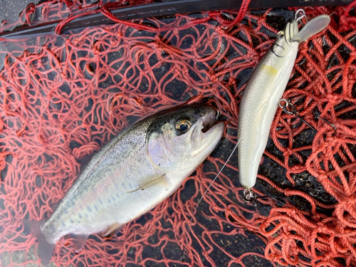 酒匂川（山北地区）で釣れたニジマスの釣り・釣果情報 - アングラーズ