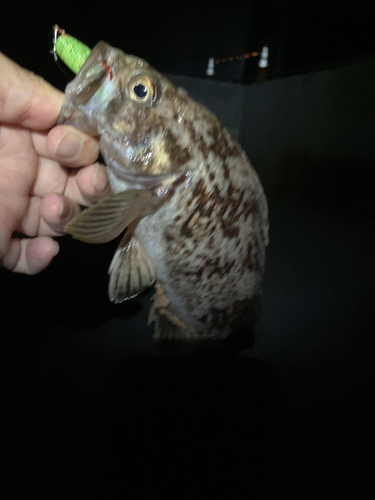 クロソイの釣果