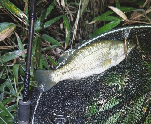 ラージマウスバスの釣果