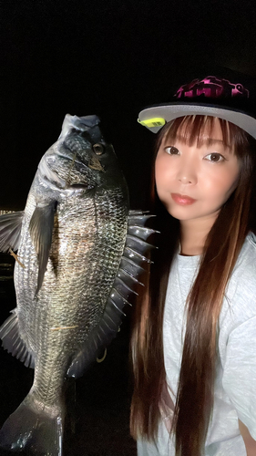 クロダイの釣果