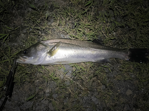 マダカ（マルスズキ）の釣果