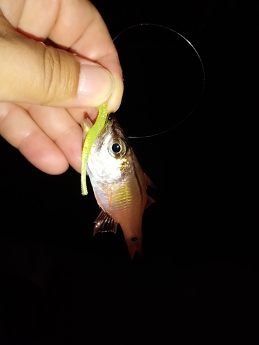 ネンブツダイの釣果