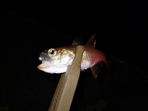 ネンブツダイの釣果