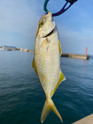 シオの釣果