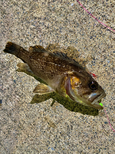 メバルの釣果