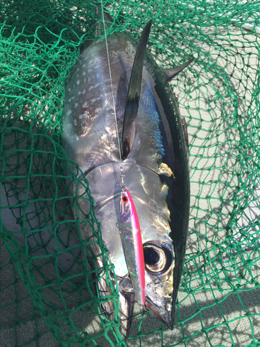 コシナガマグロの釣果