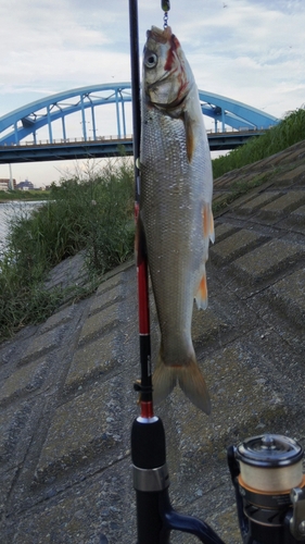 ウグイの釣果