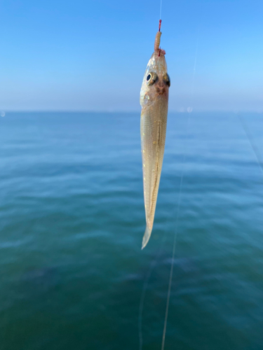 シロギスの釣果