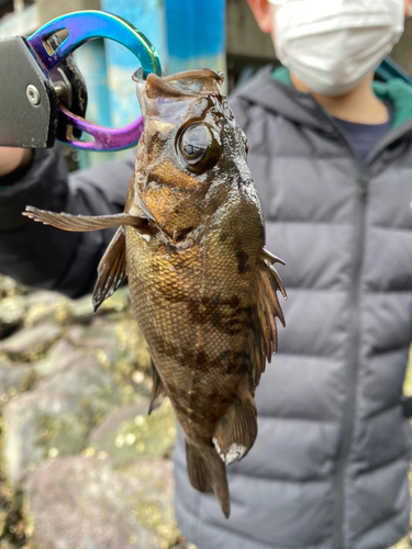 アオメバルの釣果