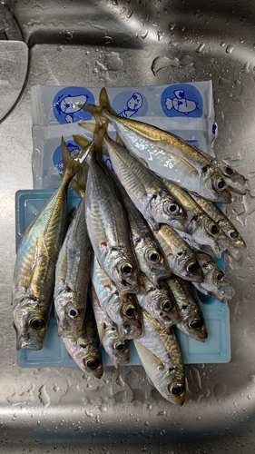 アジの釣果