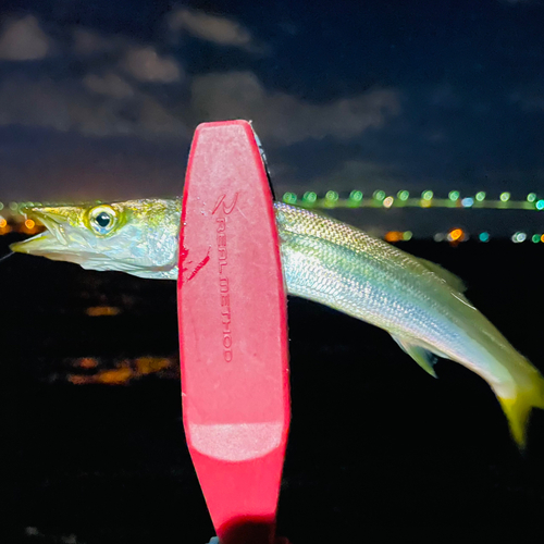 カマスの釣果