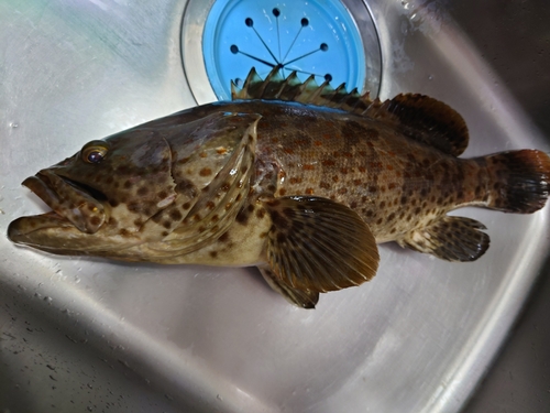 チャイロマルハタの釣果