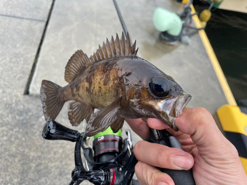 メバルの釣果