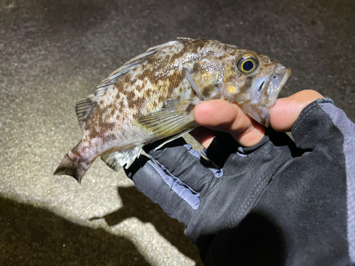 クロソイの釣果