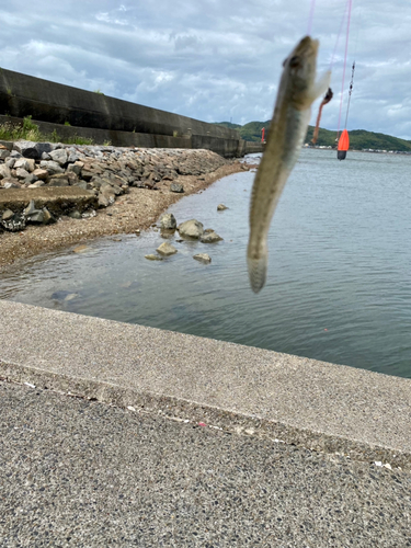 ハゼの釣果