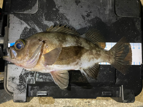 メバルの釣果